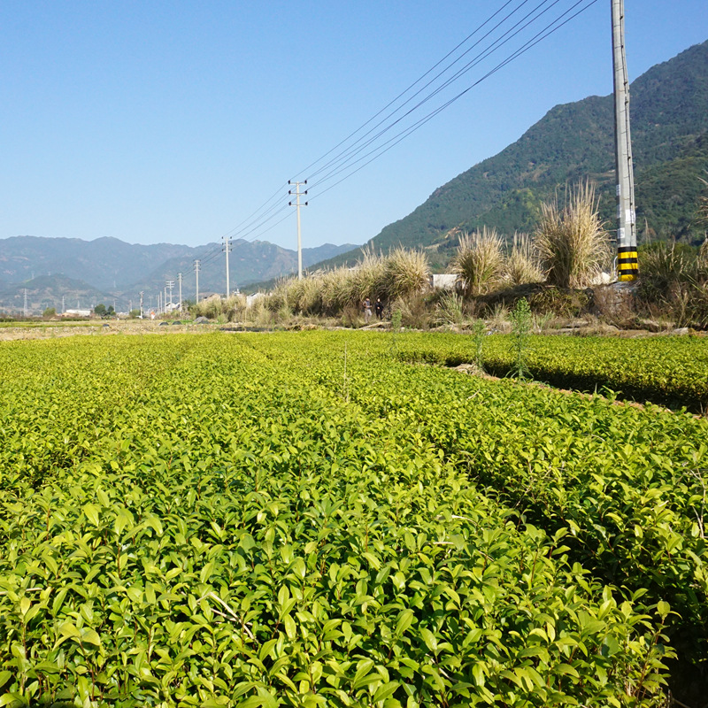 DSC02674_副本