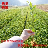 福鼎大白茶苗 福建茶苗基地生產(chǎn)福鼎大白茶種苗供應(yīng) 茶山批發(fā)