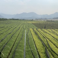 龍井43號茶苗 茶樹苗純培育浙江龍井茶苗 福安基地貨源批發(fā)