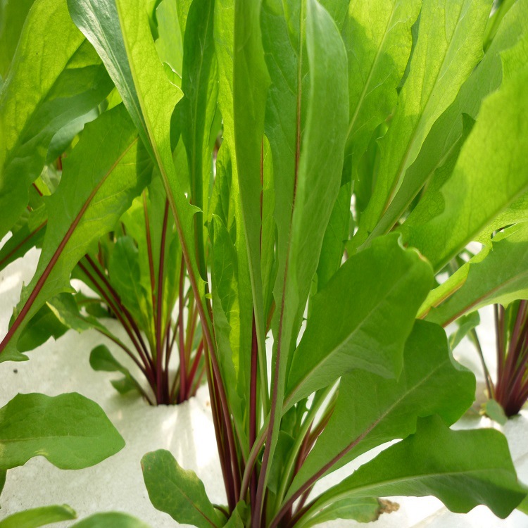 紅梗菠菜 (3)