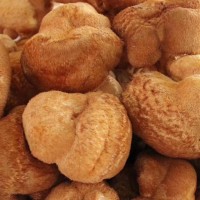 批發(fā)東北特產食用菌猴頭菇（高 中 底 檔）全國發(fā)貨支持一件代發(fā)