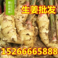 山東生姜產(chǎn)地批發(fā) 大黃姜 小黃姜 貨源充足 質(zhì)優(yōu)價廉