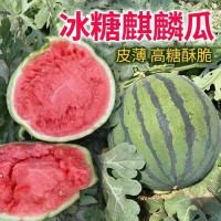 長(zhǎng)壽之鄉(xiāng)富硒麒麟西瓜水果新鮮整箱5-6斤當(dāng)季8424無(wú)籽冰糖脆甜瓜