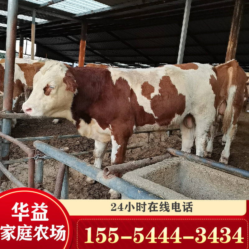 西門塔爾牛