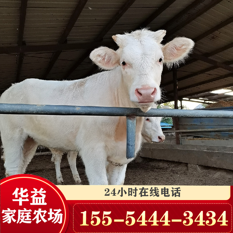 夏洛萊牛