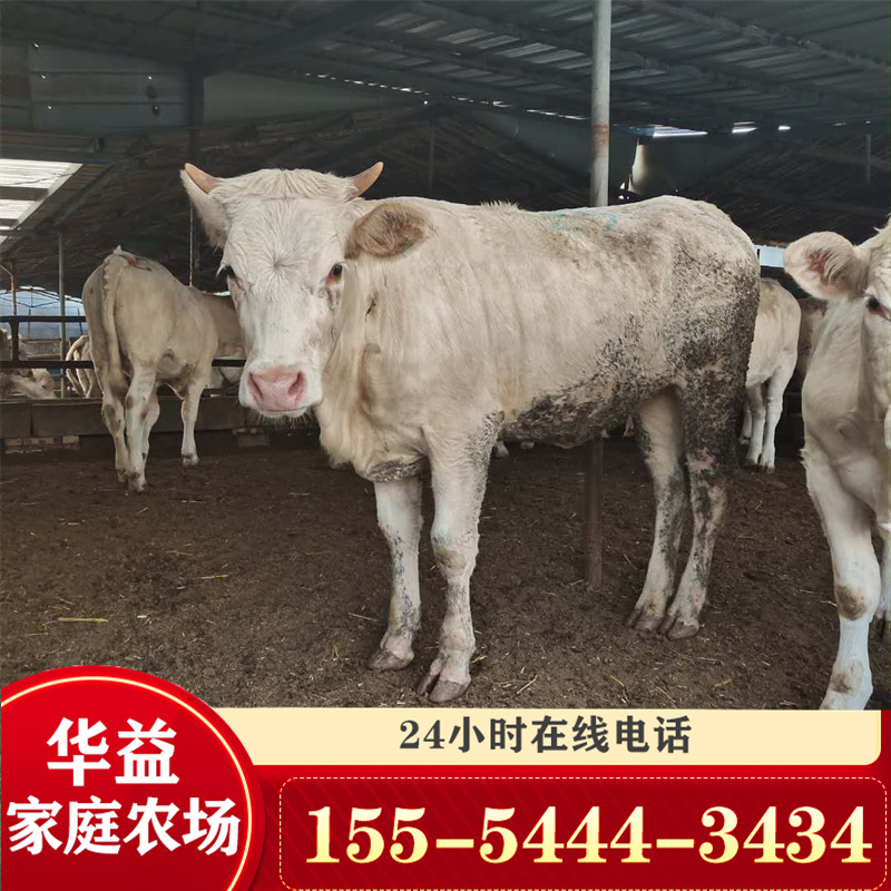 夏洛萊牛