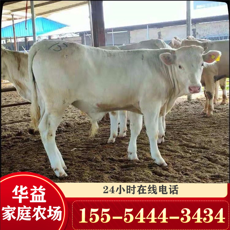 夏洛萊牛