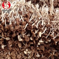 茶樹菇新貨古田特產(chǎn) 茶樹菇不開傘特產(chǎn)批發(fā) 干貨散裝無熏廠家批發(fā)