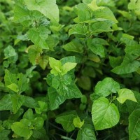 基地供應(yīng)0.3-1米蛋白桑飼料桑大葉桑蠶桑樹苗養(yǎng)蠶飼料桑樹苗木