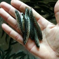 供應(yīng)黑魚苗 生魚苗 雜交生魚苗 淡水魚苗