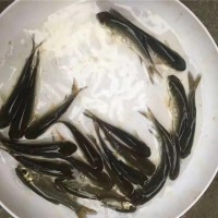 草魚鯽魚花白鰱黃臘丁等各種魚苗批發(fā)18723113728
