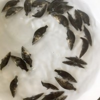 鱖魚桂花魚 活體水產(chǎn)養(yǎng)殖淡水魚苗 奧花魚苗成活率高批發(fā)