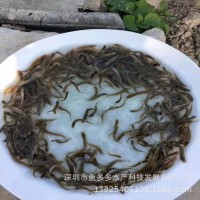 泥鰍魚苗 臺灣泥鰍苗 小泥鰍苗活體 泥鰍水花 泥鰍魚苗放生供應(yīng)