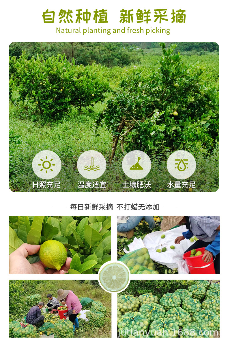 詳情-香水檸檬（青黃果）_02.jpg