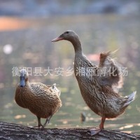 廠價出售金錠蛋鴨苗高產綠殼蛋鴨苗江南蛋鴨麻羽青殼蛋產蛋鴨苗