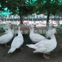 白洋鴨白番鴨廠價批發(fā)麻鴨苗蛋麻鴨苗水鴨苗江南蛋鴨苗及活體鴨苗