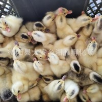 批發(fā)小黃鴨苗公苗綠殼蛋鴨苗金錠高產蛋鴨苗批發(fā)江南一號青殼四號