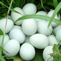雞蛋新鮮綠皮土雞蛋40枚農(nóng)家散養(yǎng)谷物正宗草雞蛋柴雞蛋批發(fā)整箱