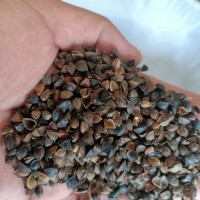 釀酒專用 優(yōu)質(zhì)蕎麥 寵物飼料 大量批發(fā)