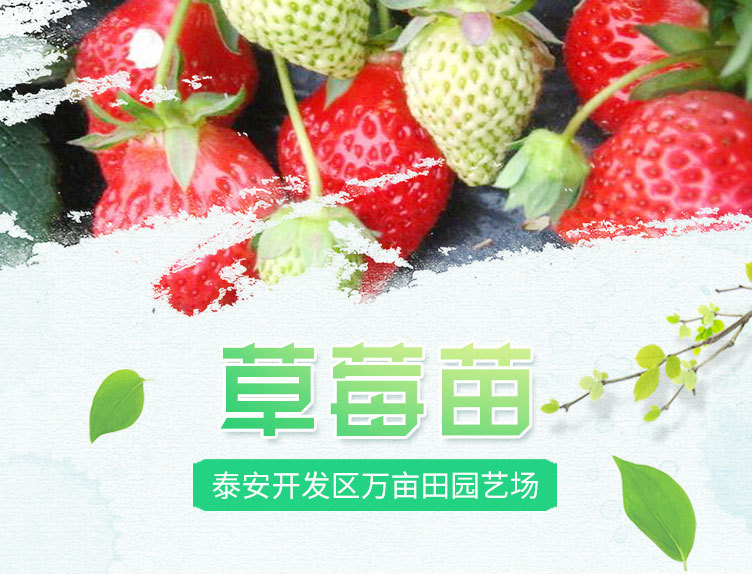 1、草莓_01