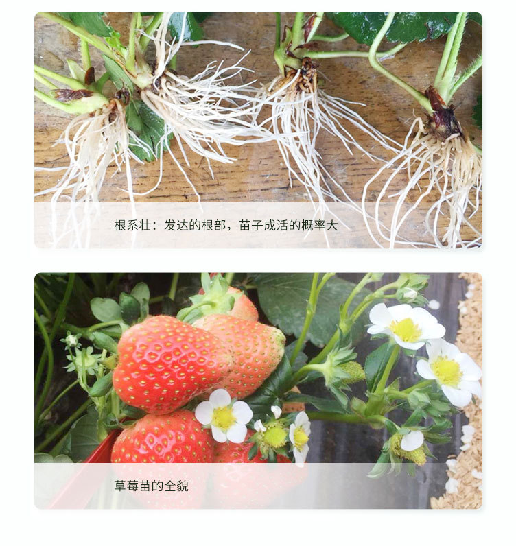 1、草莓_04