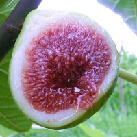 品種多樣無花果苗 金傲芬波姬紅當(dāng)年結(jié)果南北方種植基地批發(fā)供應(yīng)
