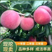 嫁接桃子苗 南北方種植 盆栽地栽當年結(jié)果桃苗新品種 突圍早熟苗