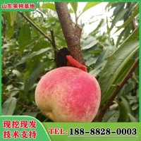 農(nóng)場(chǎng)現(xiàn)挖冬桃苗 晚熟冬桃樹苗 金秋紅蜜 映霜紅 冬雪王桃苗 耐寒