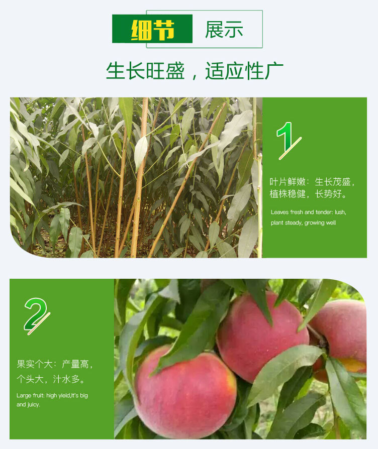 桃-詳情頁_03.jpg