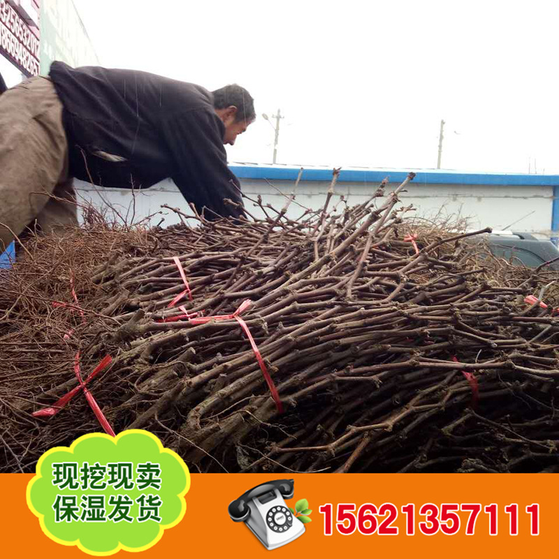 葡萄苗 (7)