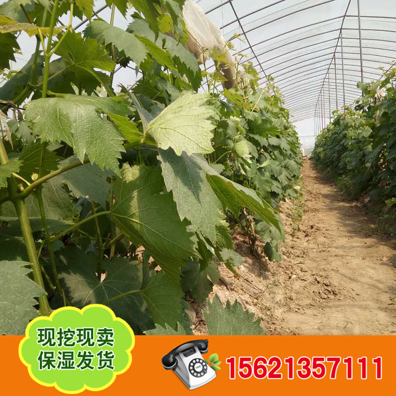 葡萄苗 (4)