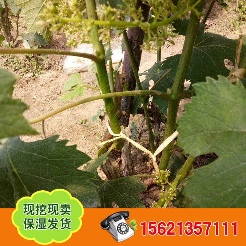 葡萄苗 (5)