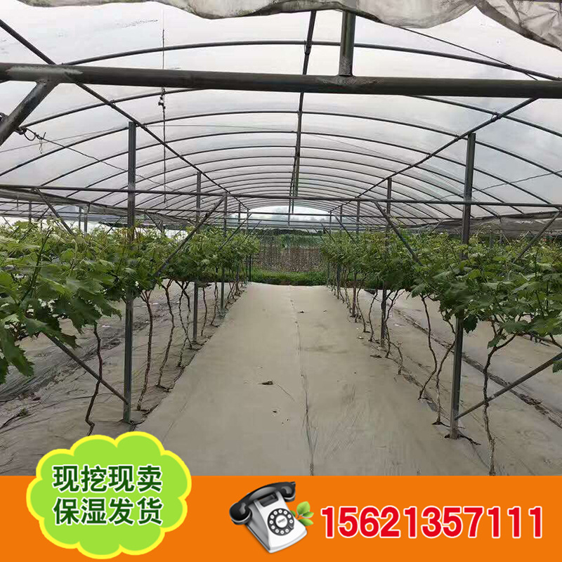 葡萄苗 (15)