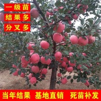 蘋果樹苗盆栽南方北方種植地栽冰糖心小蘋果苗矮化果樹當(dāng)年結(jié)果