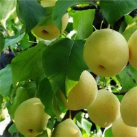 梨樹嫁接苗特大四季南方北方種植盆栽地栽庭院梨樹果樹苗當(dāng)年結(jié)果