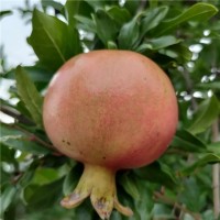 石榴苗批發(fā) 軟籽石榴樹苗價(jià)格 地栽盆栽石榴小苗 當(dāng)年結(jié)果石榴樹