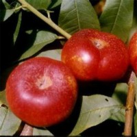 基地出售風(fēng)味皇后桃樹苗 蟠桃苗批發(fā)價出售 植株健壯 根系發(fā)達(dá)