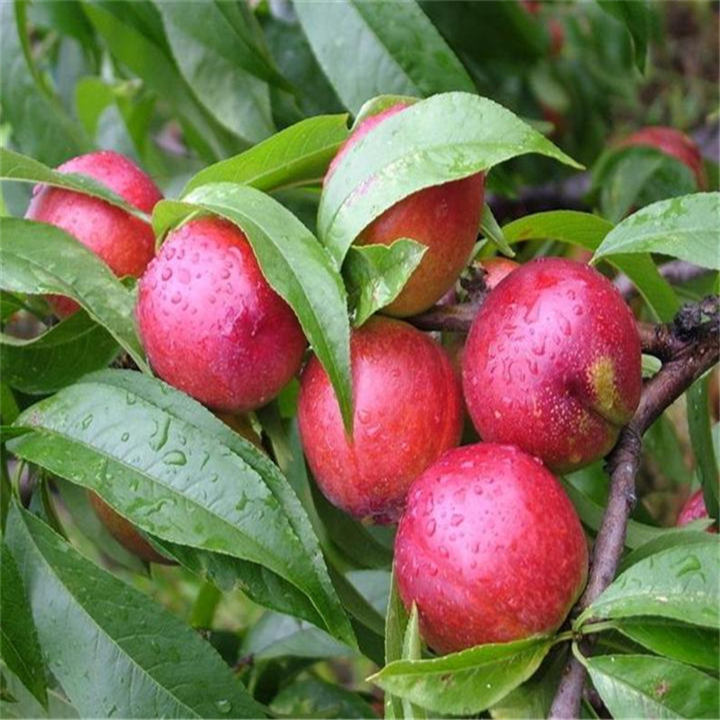 基地出售好成活永蓮蜜桃樹苗 自家培育的抗旱抗寒映霜紅桃樹苗