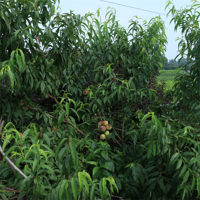 基地出售好成活永蓮蜜桃樹苗 自家培育的抗旱抗寒映霜紅桃樹苗