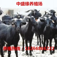 四川黑山羊活體羊羔養(yǎng)殖場(chǎng)山羊羊苗 山羊種公羊 山羊懷孕母羊價(jià)格