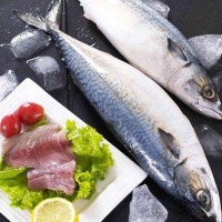 連云港海鮮水產(chǎn)批發(fā) 全國供應鮮活海魚速凍鲅魚 冰鮮馬鮫魚