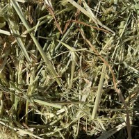 燕麥草 國(guó)產(chǎn)牧草飼料牛羊馬牧草顏色嫩適口性強(qiáng)提摩西草