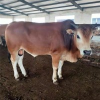雜交改良肉牛價(jià)格優(yōu)惠利木贊牛肉牛小牛犢魯西黃牛養(yǎng)殖場(chǎng)