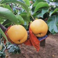 一件代發(fā) 當(dāng)季新鮮采摘 脆甜多汁 冰糖梨 豐水梨 秋月梨 萊陽(yáng)梨
