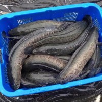 大量長期供應(yīng)蘇浙魯滬地區(qū) 黑魚 成魚 生態(tài)養(yǎng)殖淡水黑魚 活魚烏魚