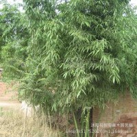 批發(fā)竹子小苗 慈孝竹子苗 孝順竹苗 庭院種植綠化苗木竹子苗