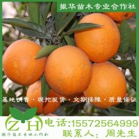 果樹苗橙子樹苗 血橙紅肉臍橙 紅心臍橙紅肉贛南臍橙橙子苗盆地栽