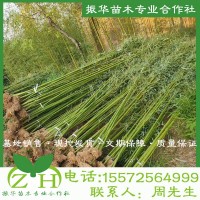 紫竹苗青竹苗剛竹樹苗桂竹樹苗 庭院圍墻 竹子樹苗 裝飾 觀賞圍墻