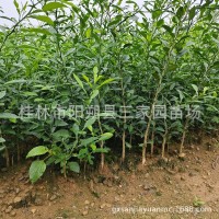 香橙苗 四川小葉軟枝香橙苗 資陽軟枝香橙實(shí)生苗 沃柑砧木苗