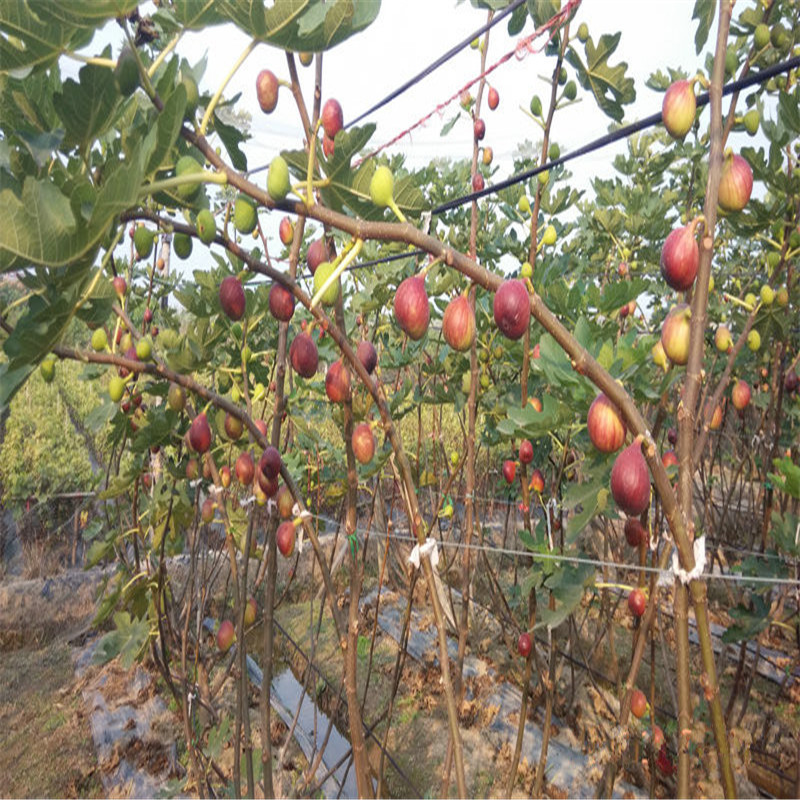 無(wú)花果苗